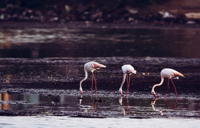 Standing on the surface of the long leg birds \
